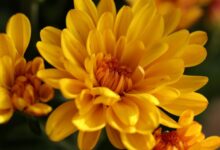 chrysanthema