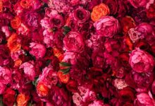К чему снятся цветы: толкование по сонникам Фрейда, Лоффа, Ванги и другим