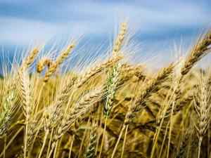 134 млн. тонн зерна за 2017 год